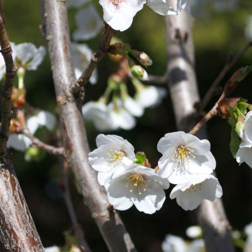 Cherry Blossoms at BBG Brooklyn Botanic Garden