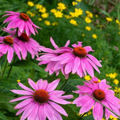 Brooklyn Botanic Garden - Brooklyn Botanic Garden