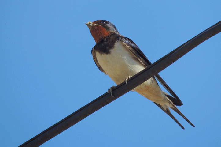 Birds of Brooklyn: Barn Swallow - Brooklyn Botanic Garden