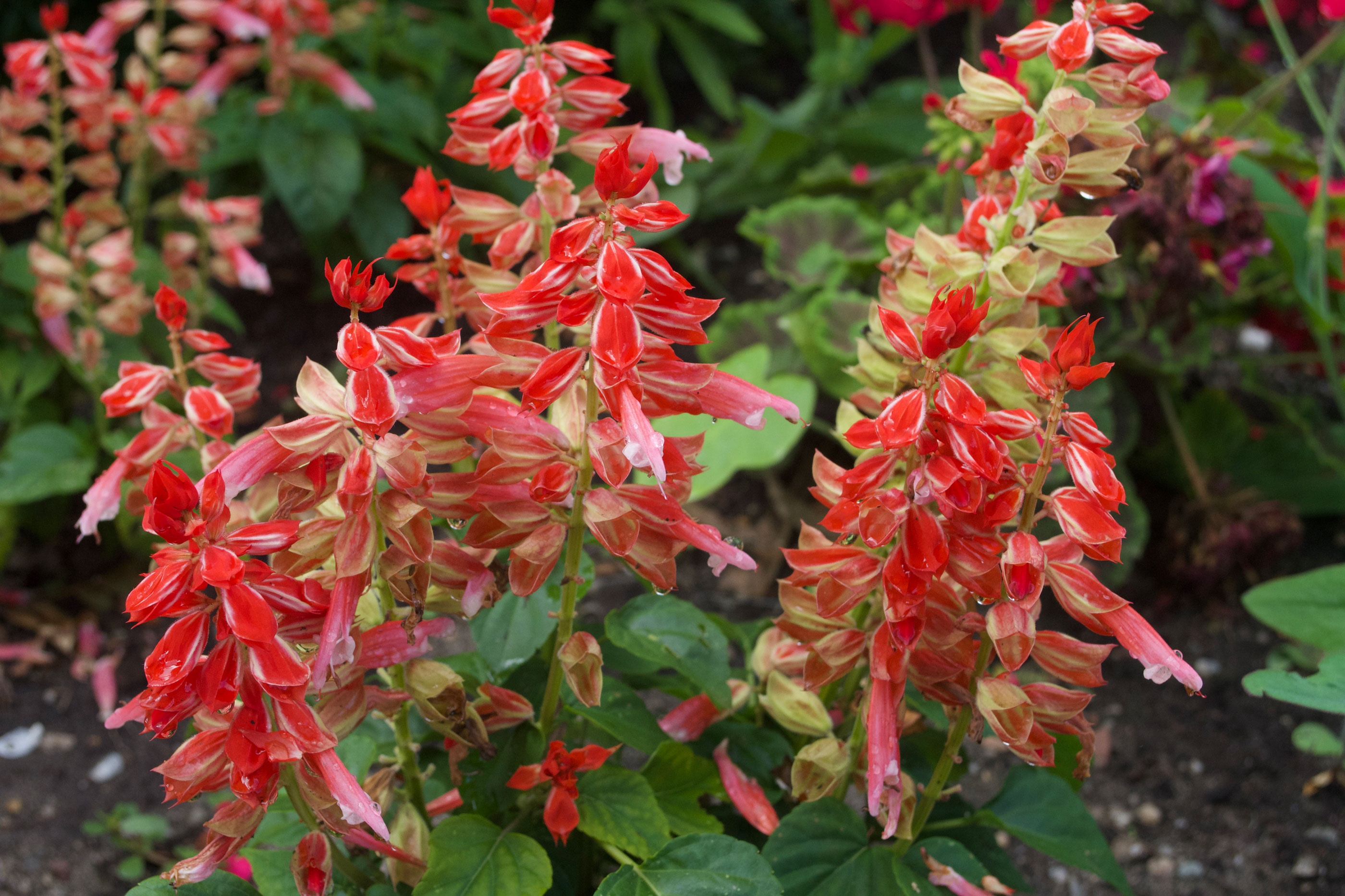 An Annual Border With Pollinator Appeal - Brooklyn Botanic Garden