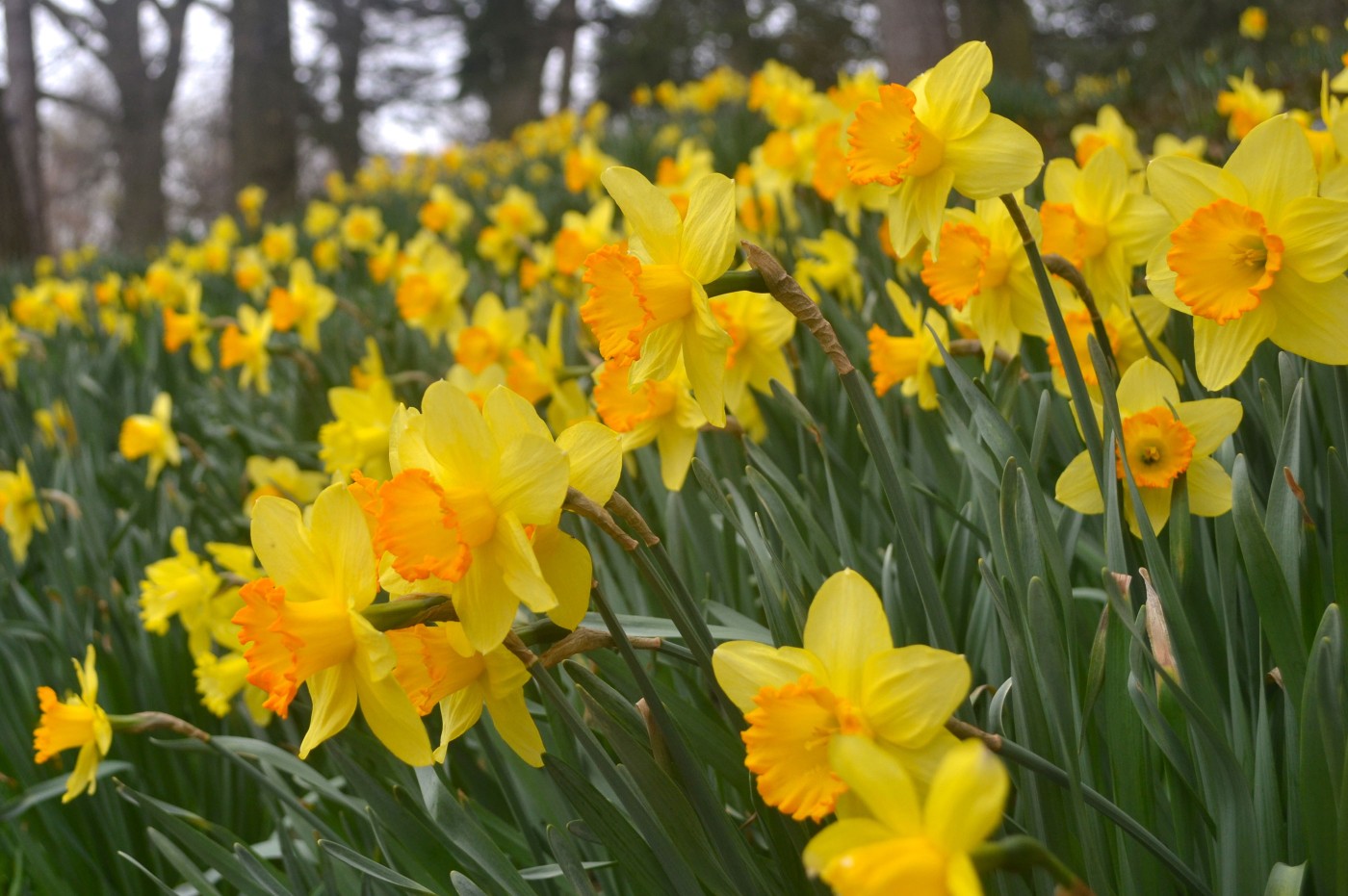 Daffodil Hill - Brooklyn Botanic Garden