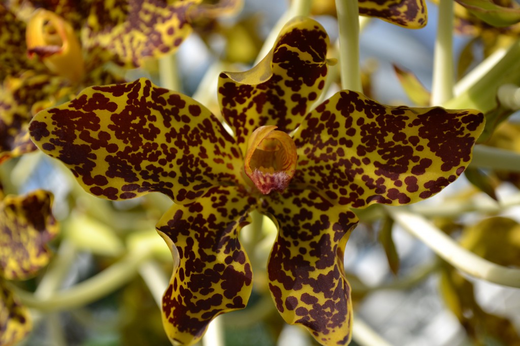 Plants in Bloom - Brooklyn Botanic Garden