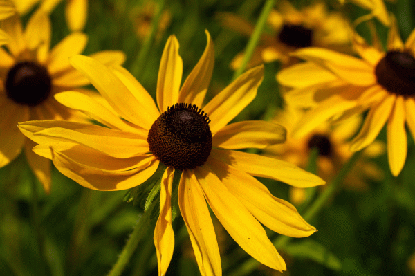 When Do Black Eyed Susans Bloom In Ohio - Blazing Star Medicinal Uses