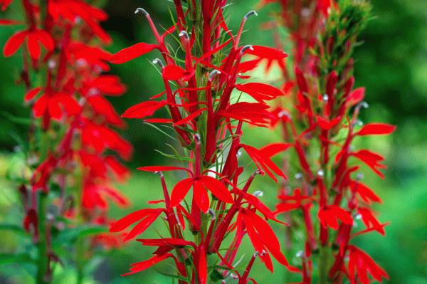 Plants in Bloom - Brooklyn Botanic Garden