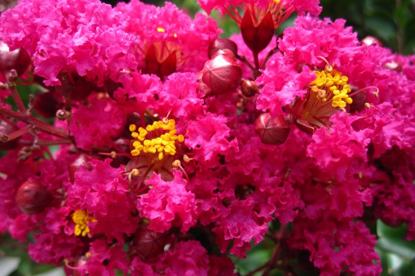 Plants In Bloom - Brooklyn Botanic Garden