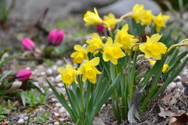 Plants in Bloom - Brooklyn Botanic Garden