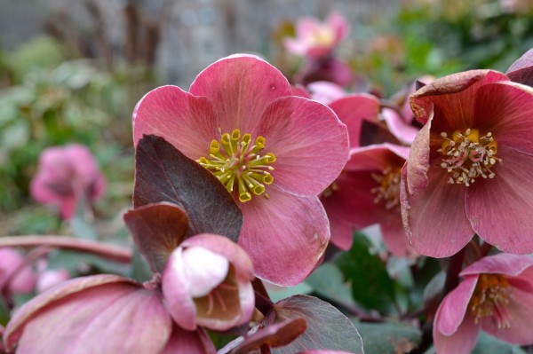 Plants in Bloom - Brooklyn Botanic Garden