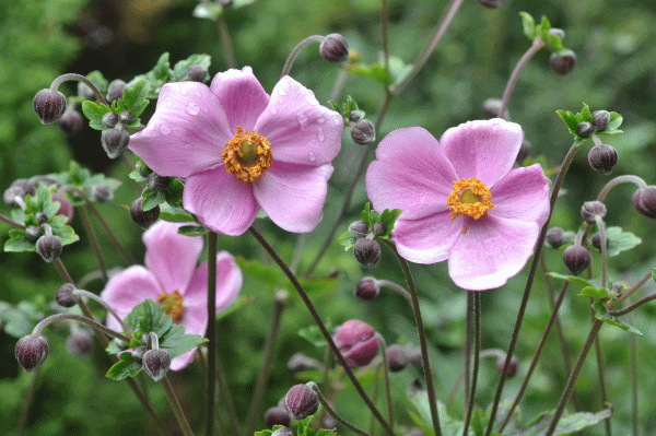 Plants in Bloom - Brooklyn Botanic Garden