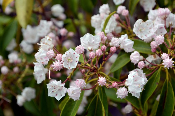 Plants in Bloom - Brooklyn Botanic Garden