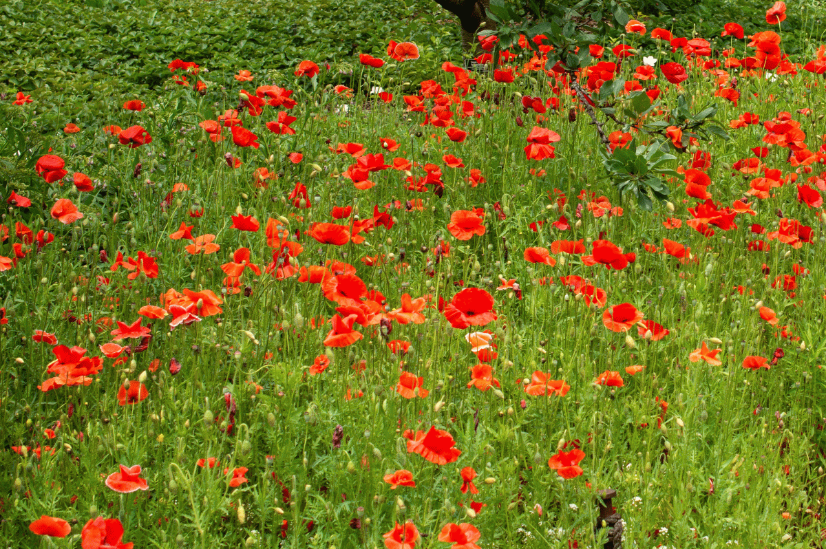 Plants in Bloom - Brooklyn Botanic Garden