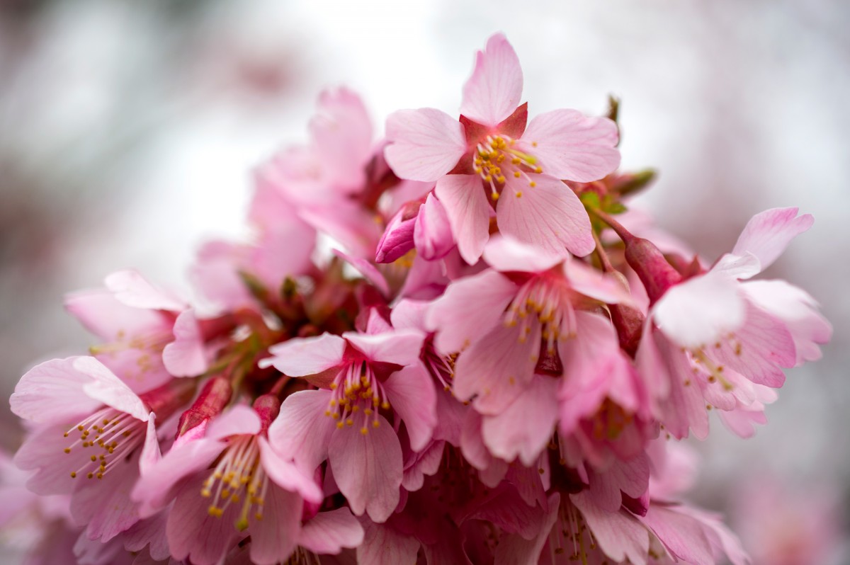 Plants in Bloom - Brooklyn Botanic Garden