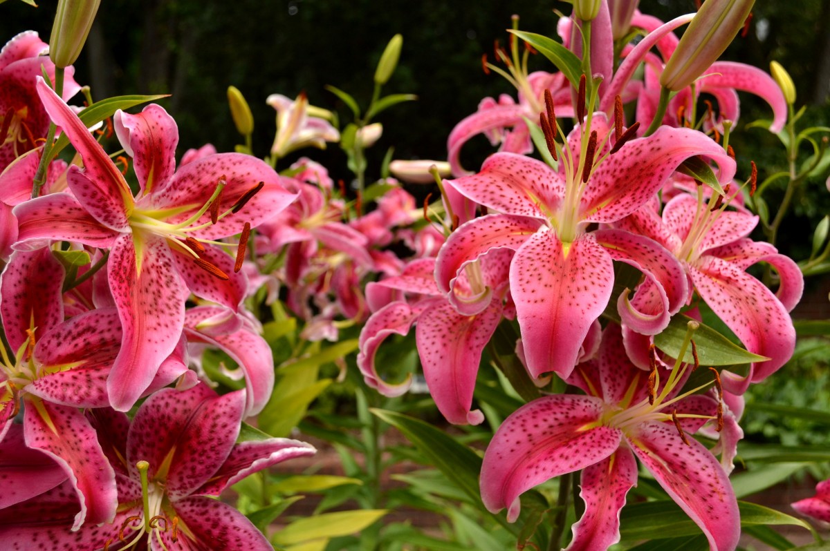 Plants in Bloom - Brooklyn Botanic Garden