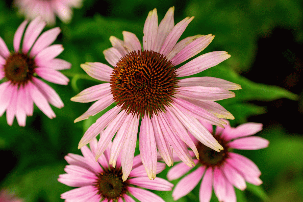 Plants in Bloom - Brooklyn Botanic Garden