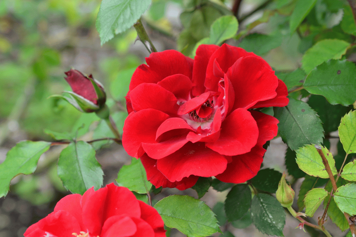 Plants in Bloom - Brooklyn Botanic Garden