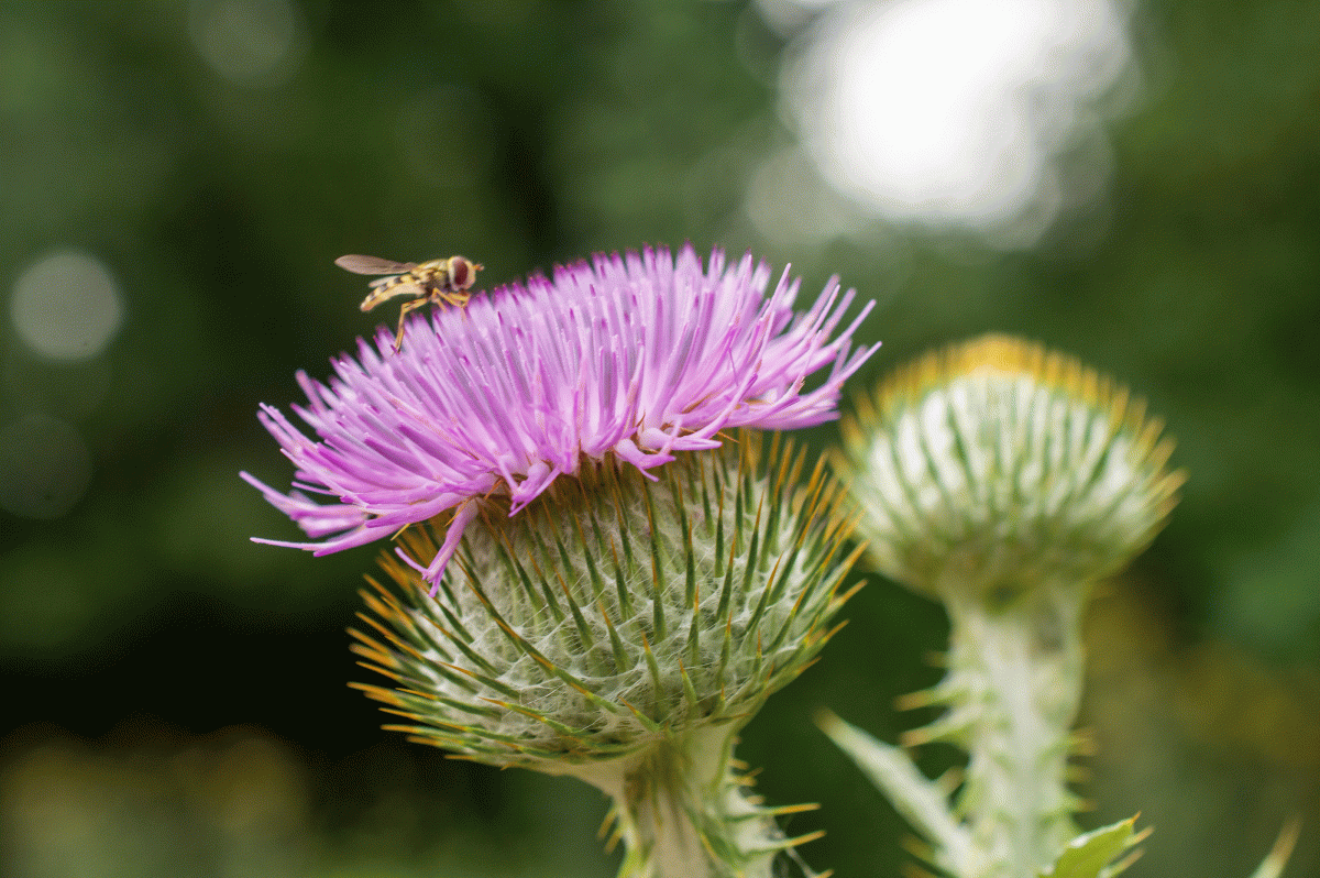 Plants in Bloom - Brooklyn Botanic Garden