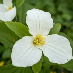 Brooklyn Urban Gardener Certificate Program - Brooklyn Botanic Garden