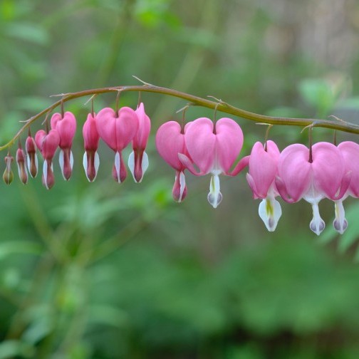 Visit - Brooklyn Botanic Garden