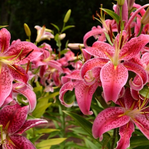 Gardening With Children - Brooklyn Botanic Garden