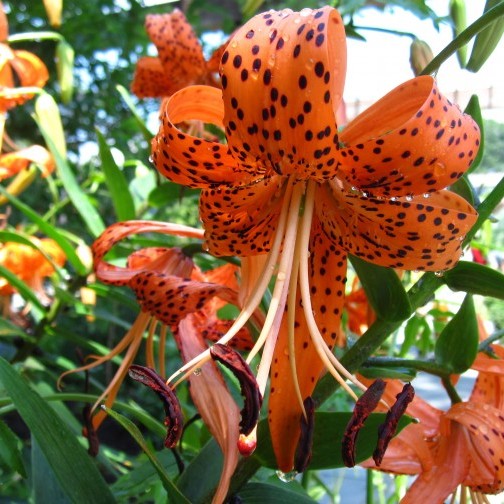 Dick Rauh - Brooklyn Botanic Garden