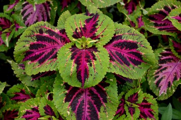 Plants in Bloom - Brooklyn Botanic Garden