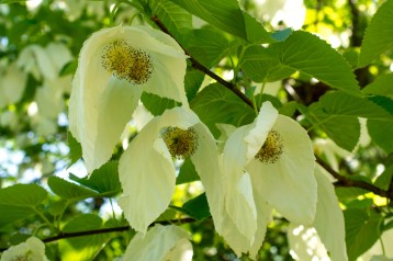 Plants in Bloom - Brooklyn Botanic Garden