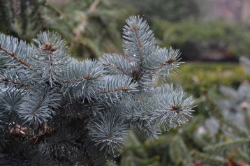 Plants in Bloom - Brooklyn Botanic Garden