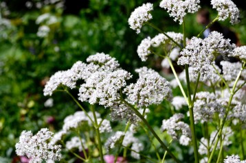 Plants in Bloom - Brooklyn Botanic Garden