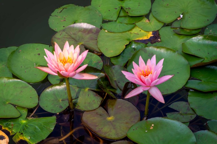 Plants in Bloom - Brooklyn Botanic Garden