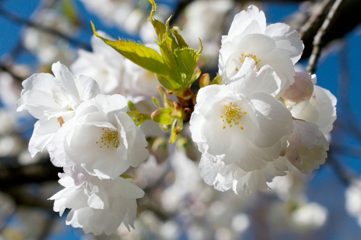 Plants in Bloom - Brooklyn Botanic Garden