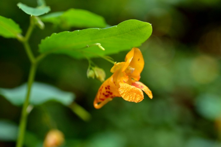 Plants in Bloom - Brooklyn Botanic Garden