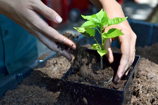 Education & Activities - Brooklyn Botanic Garden