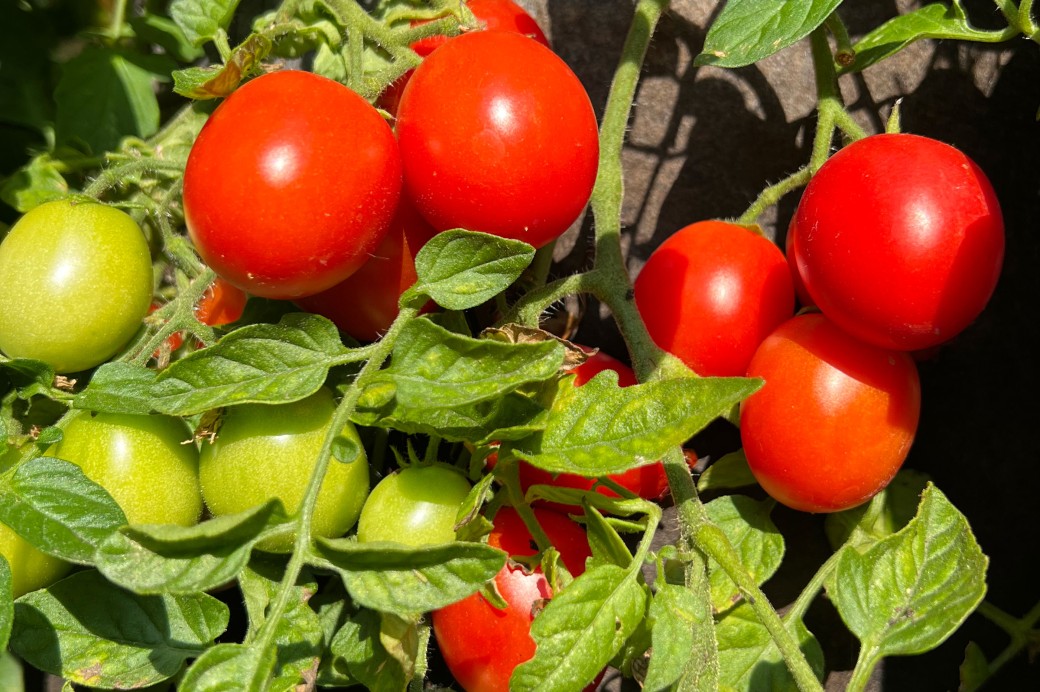 Cover image featuring bright summer tomatoes for series called Ask a Gardener.