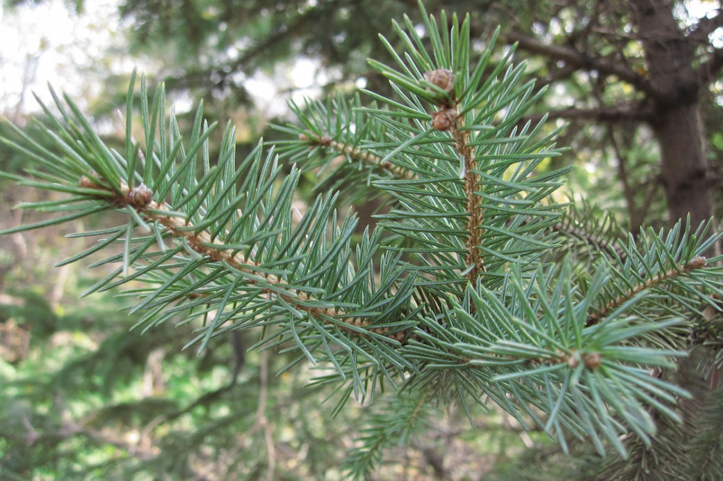 Guide to Christmas Trees Brooklyn Botanic Garden